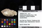 Foto (Objket + Etiketten) von Goniodromites bidentatus (Reuss, 1858) 